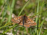 Red de truede sommerfugle