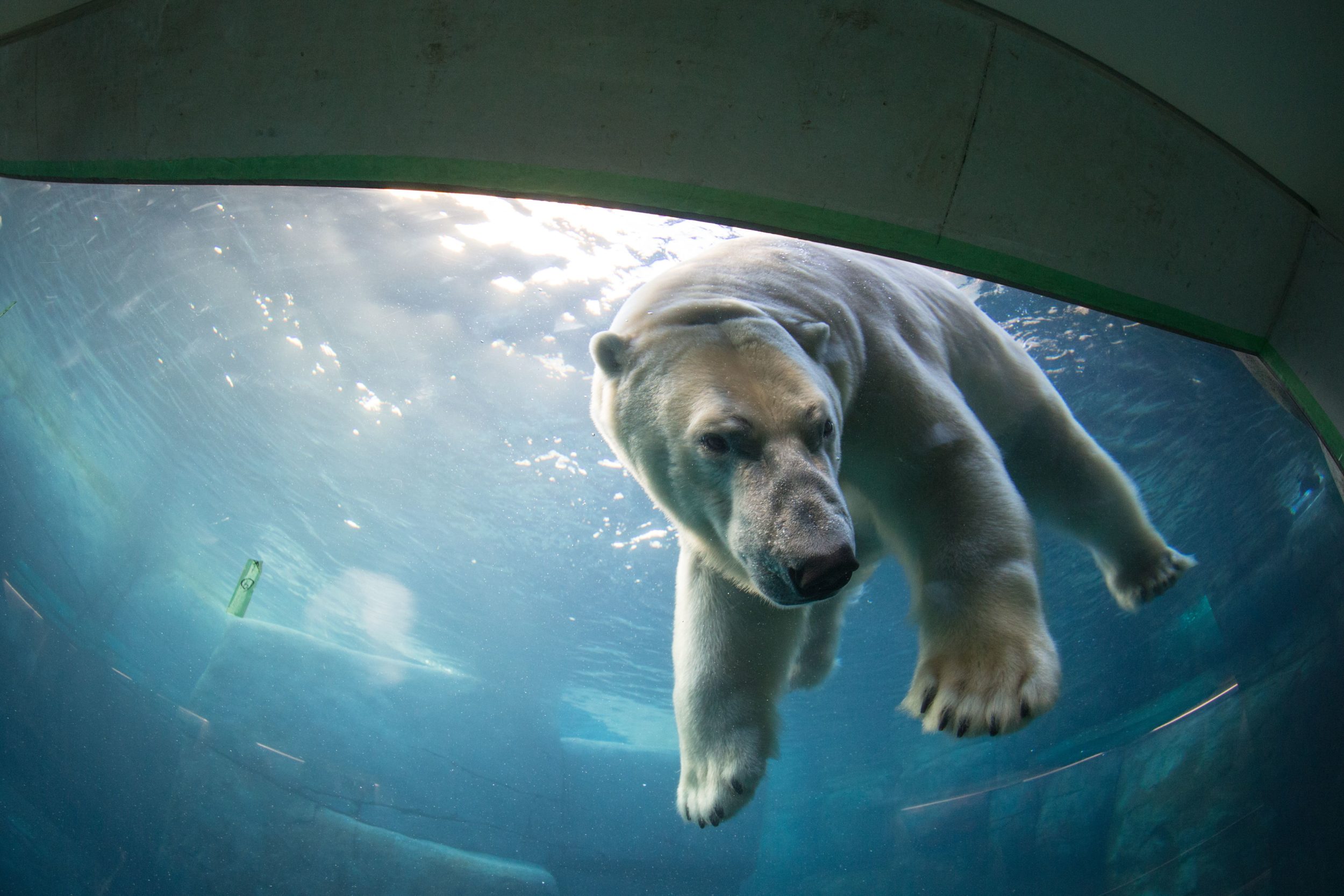 Isbjørnene i ZOO kan se frem til at få et algefrit anlæg. Foto: PR.