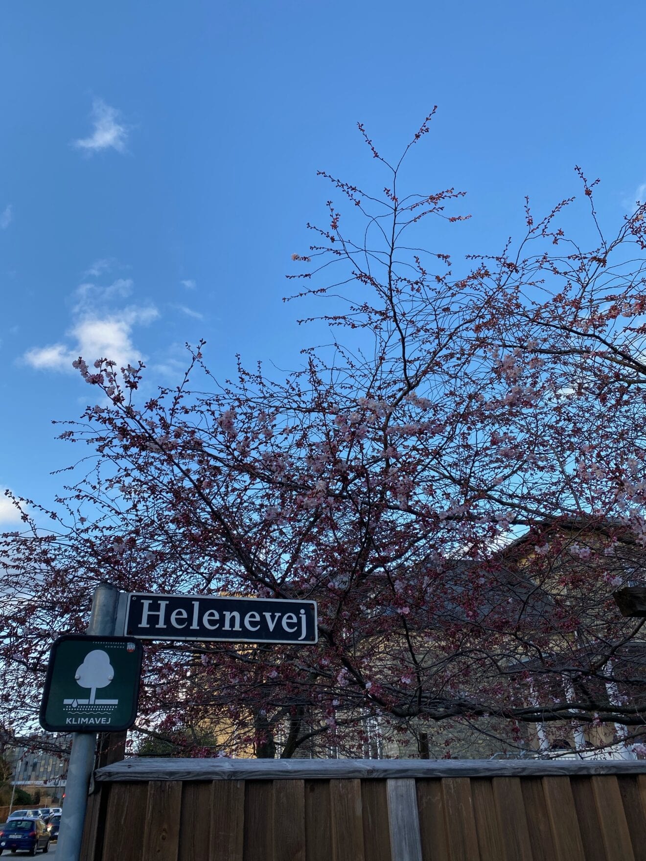 Kirsebærtræ på Helenevej sprunget ud