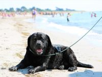 Husk det nu: 1. april skal strandhunden i snor