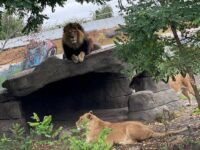 Zoologisk have forbedrer dyreanlæg for at sætte fokus på dyrevelfærd