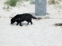 1. april skal hunden i snor på stranden